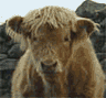 Highland cattle "Hello"