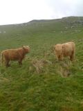 Highland Cattle - For sale