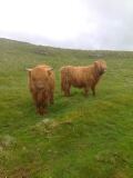 Highland Cattle - For sale